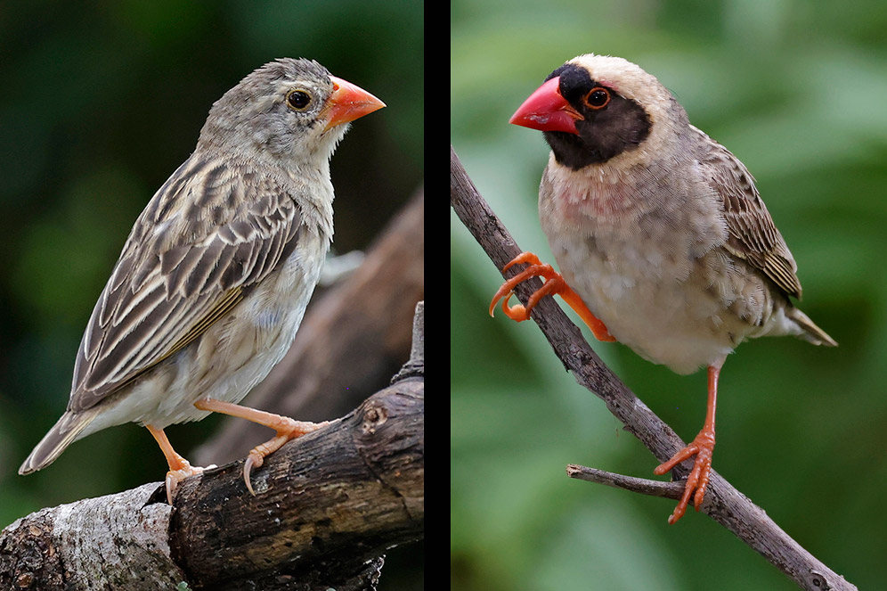 Red-billed Quelea